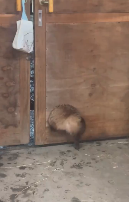 たぬき!狸!Tanuki!Part8