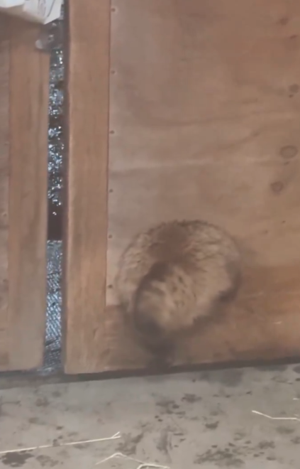 たぬき!狸!Tanuki!Part8