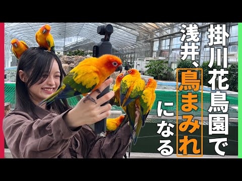 【天国】鳥マニア浅井が掛川花鳥園で鳥まみれ！櫻坂46にも遭遇！？