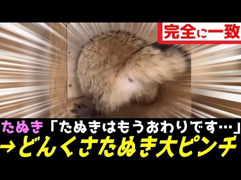 穴にハマって動けなくなったタヌキさん、くっそかわいすぎるとバズりまくってしまうｗｗｗ