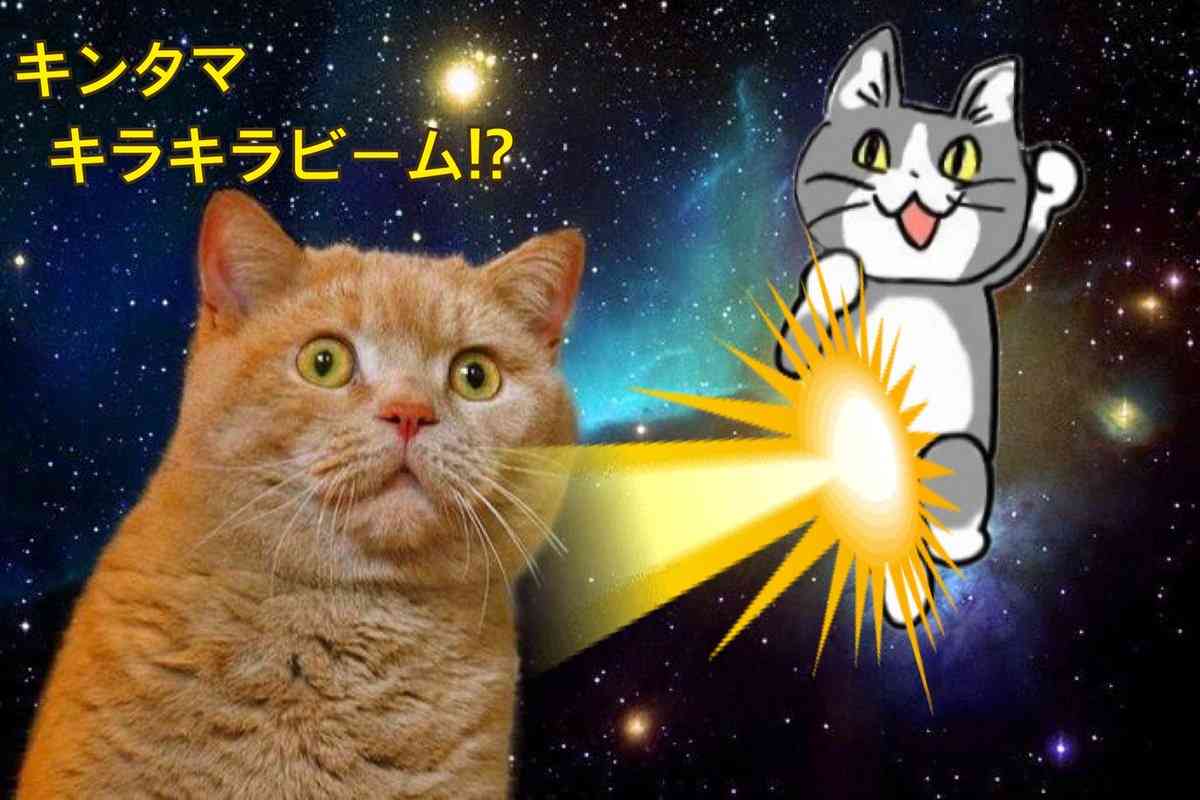 現場猫を見て癒されたい!Part10