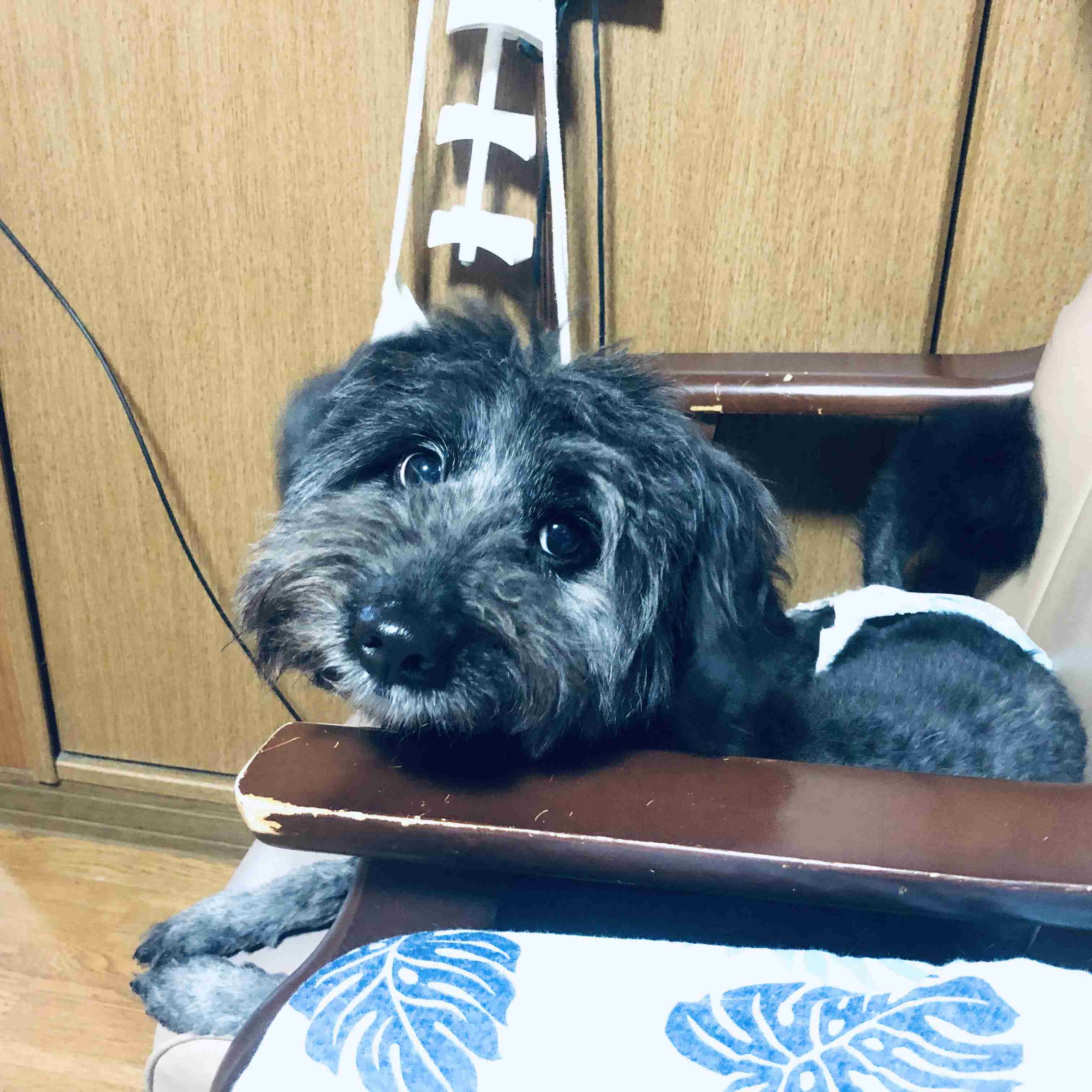黒い体毛のペットを飼ってる方！写真難しくないですか？