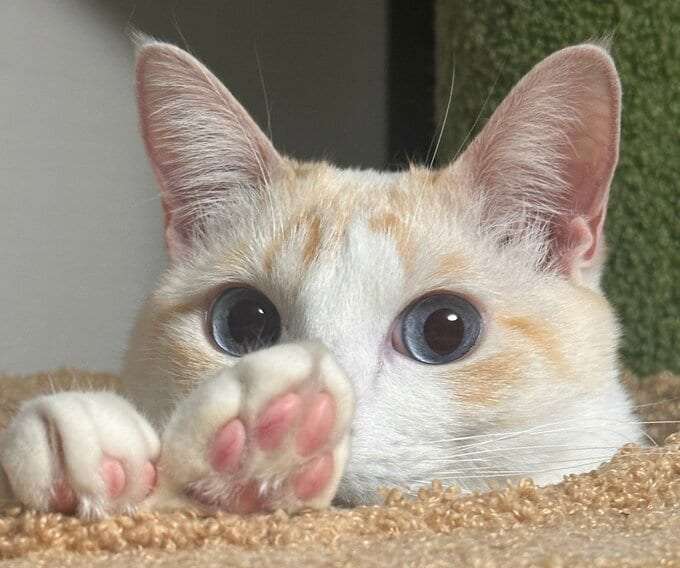 「猫も人も救いたい…」猫の死因トップ “腎臓病