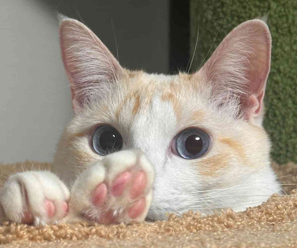 「猫も人も救いたい…」猫の死因トップ “腎臓病