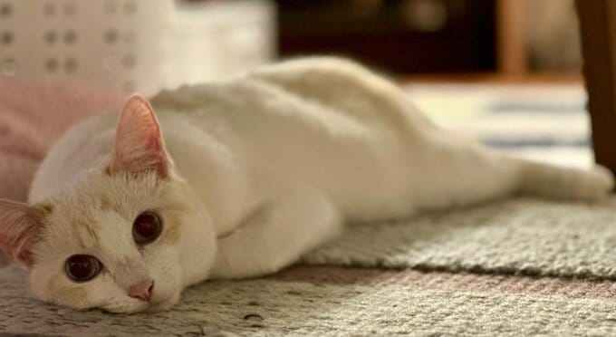 「猫も人も救いたい…」猫の死因トップ “腎臓病