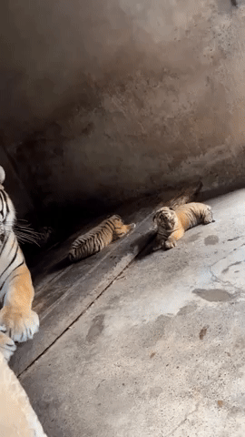 色んな平成レトロの画像が見たい