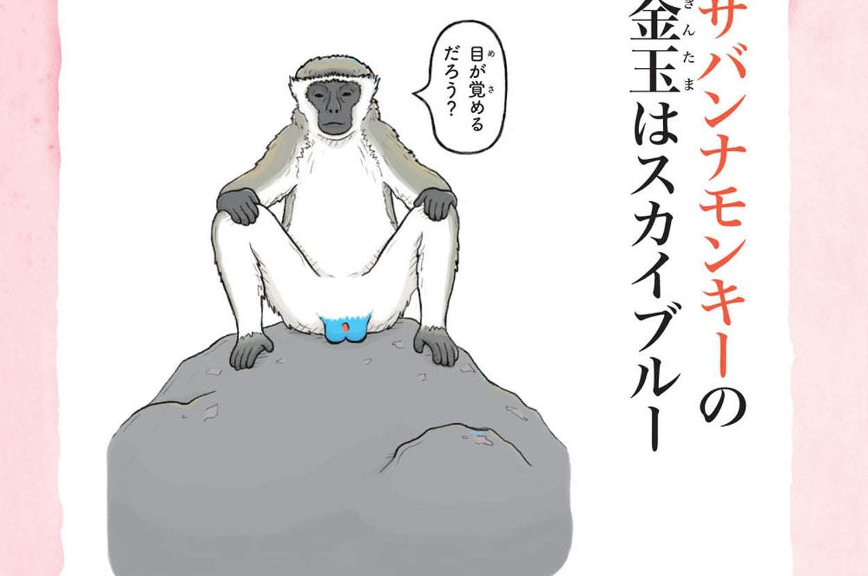 「サバンナモンキーの金玉はスカイブルー」笑いが止まらない生き物の豆知識10選
