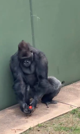名古屋市東山動植物園、イケメンゴリラ「シャバーニJr.」が父超えの“色男”にファン興奮 広報語る今後の“方針”