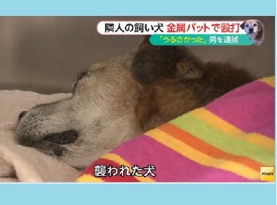 きらくすわんこ一家の優琳(ｽｸﾞﾘ）ミッキーちゃんが助かりますように！～金属バット殴打事件リンク