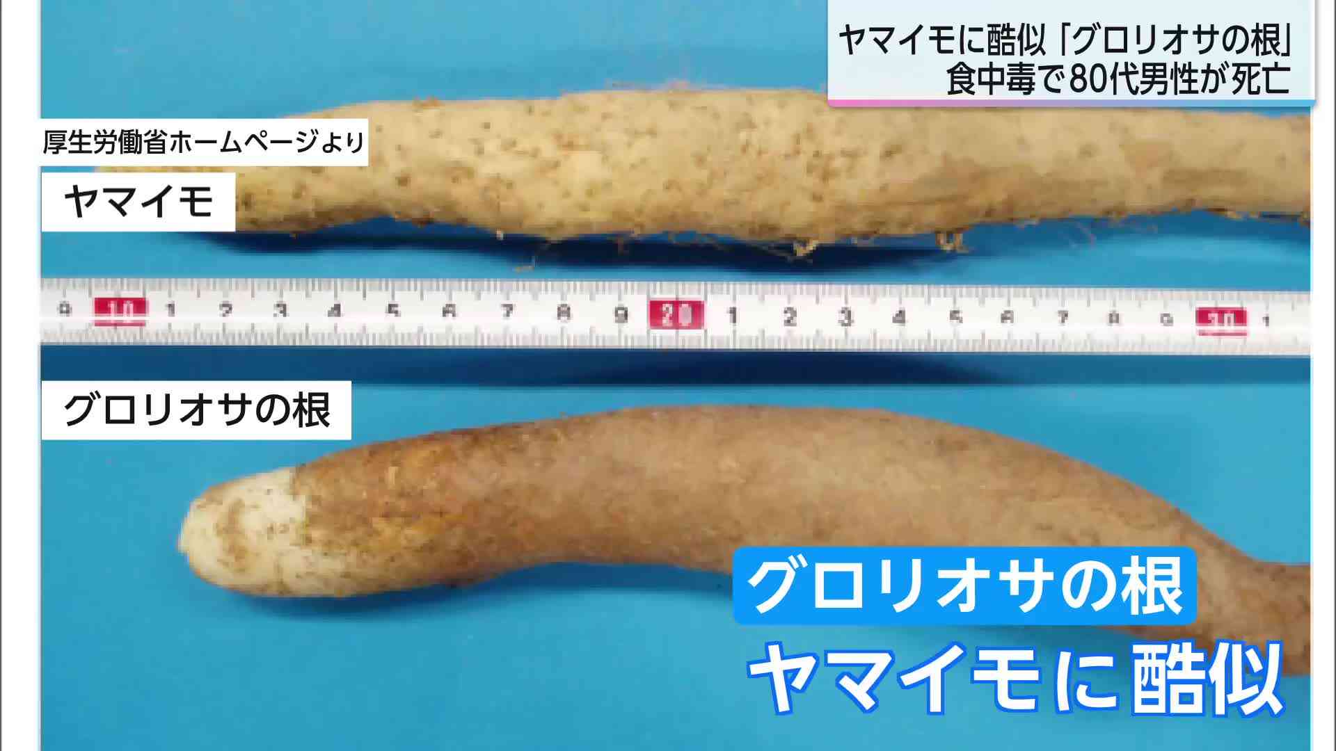 山林で採取した植物を誤食　トリカブトによる食中毒で80代男性死亡　ニリンソウと勘違い　北海道