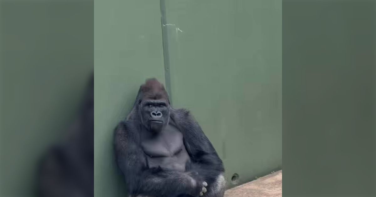 東山動植物園にとんでもないイケメンのゴリラが居て、トマトをキャッチする仕草に惚れる人間が続出「あのシャバーニの息子だって！」 - Togetter