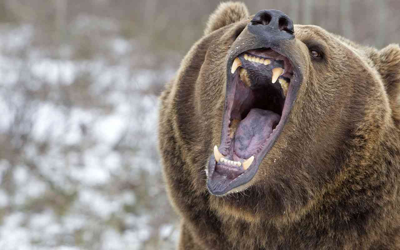 クマに襲われたか…ヤギの死がい見つかる　爪のようなもので引き裂かれた跡　岩手・一関市