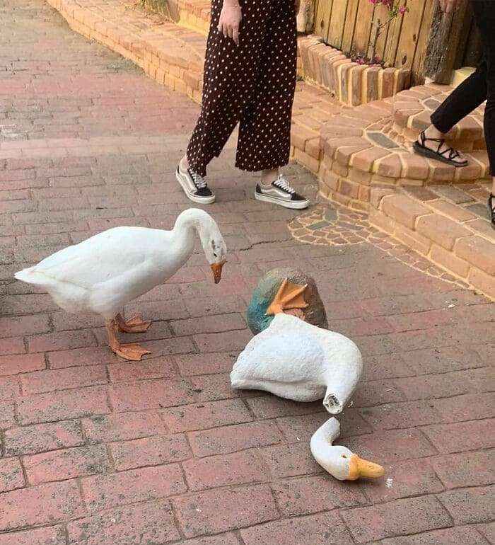 びっくりしてそうな画像トピ