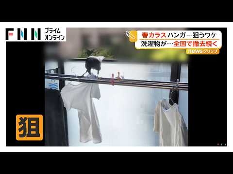 “春カラス”ベランダ侵入でハンガー盗む「まさか服を外してまで」　目的は“家づくり”全国で巣の撤去続く（2026年04月22日）