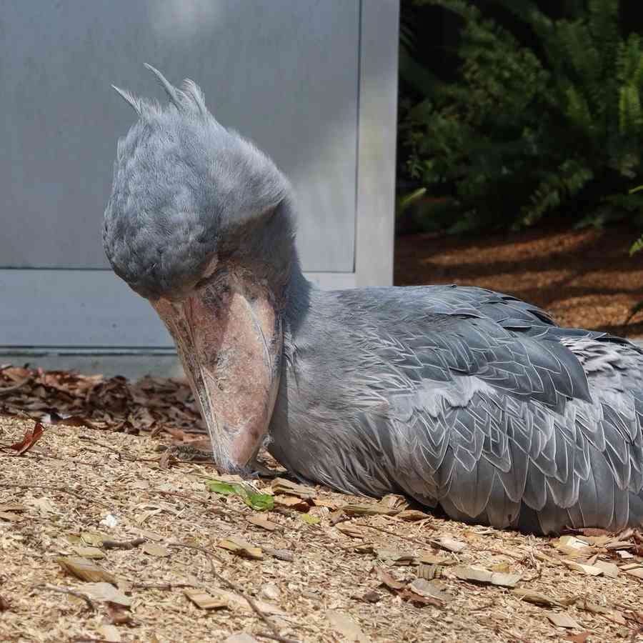 がるちゃん動物園