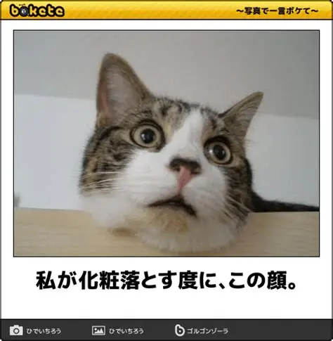 【芸能人の画像禁止】笑いのツボが浅いガル民に見せたい画像やgifが集まるトピ【悪意禁止】part11