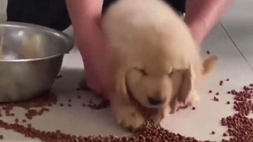 Perrito usado como escoba se vuelve viral en redes sociales