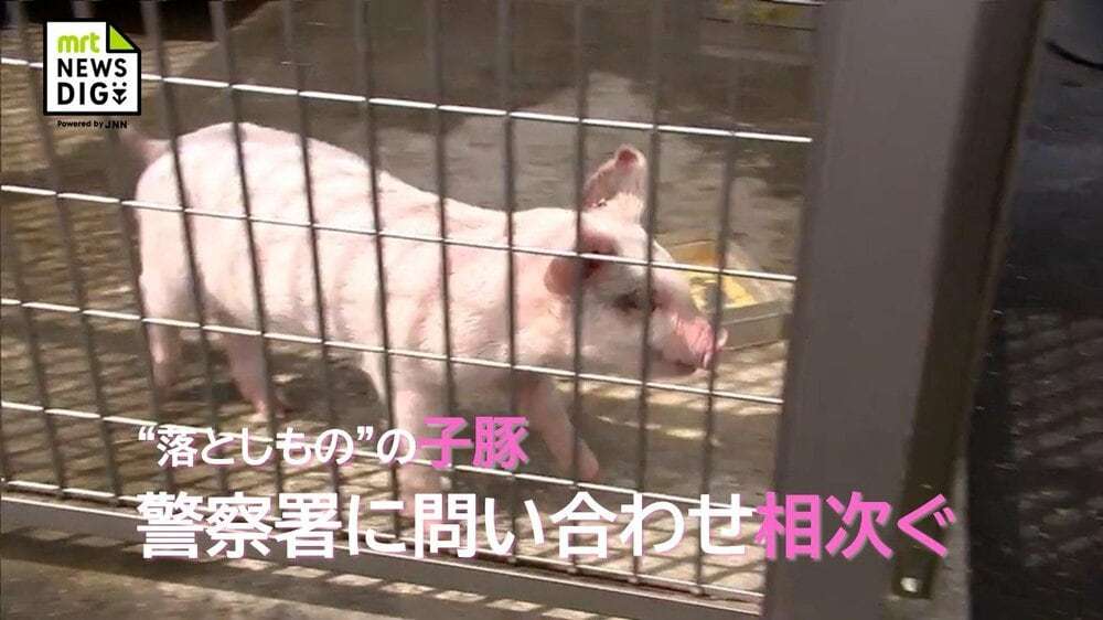 “路上で雨の中寒そうに歩いていた”異例の落とし物は体長50センチの子豚 期限迫るも署員は愛着