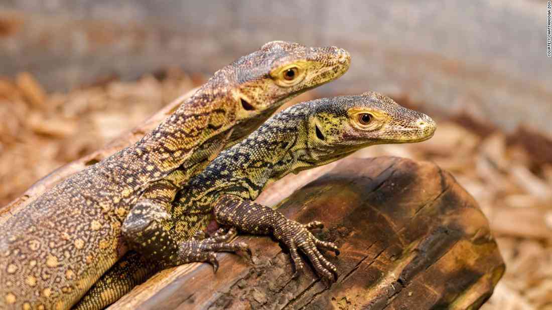 オスは不要、コモドドラゴンの赤ちゃん「単為生殖」で誕生　米動物園 - CNN.co.jp