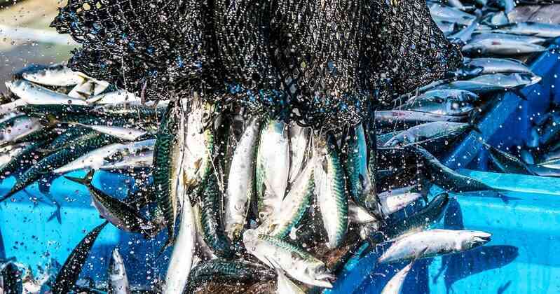 中国・韓国のツケが日本漁業に…元水産庁職員が「理不尽」「一方的な不利益を被る」と嘆くワケ（ダイヤモンド・オンライン） - Yahoo!ニュース