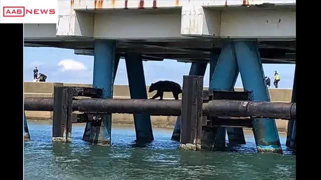 秋田港北防波堤でパイプラインの上を歩くクマが…釣り客らが避難