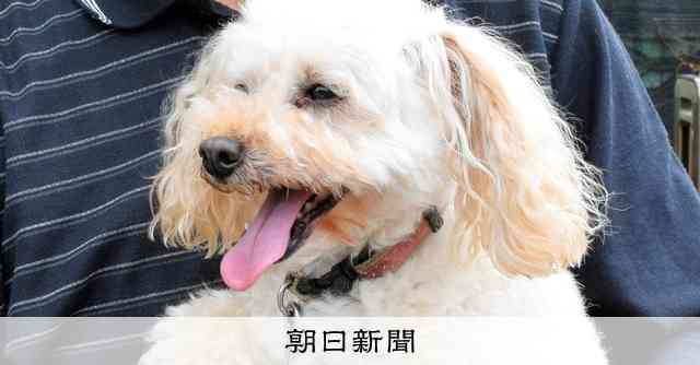 散歩中？いえ仕事中です　殺処分寸前から「名犬」に、運命の出会い [茨城県]