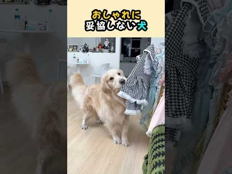 おしゃれに妥協しない犬 #犬 #動物