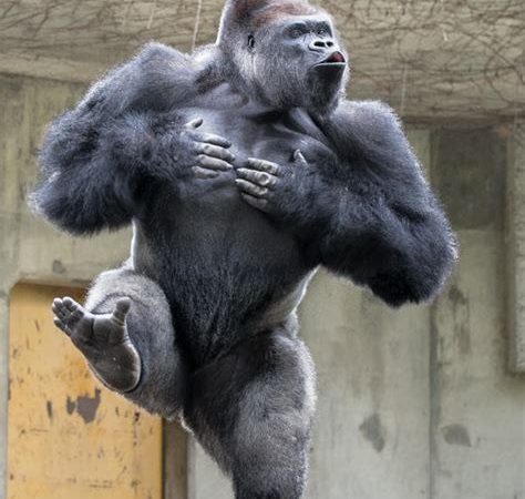 がるちゃん動物園