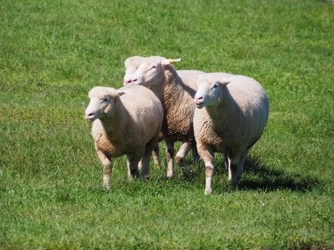 眠れない夜に数える羊、効果薄だった 専門家が“眠りやすくなる言葉”明かす