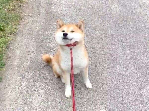 がるちゃん動物園