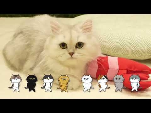 ペティオ　けりぐるみ　CM