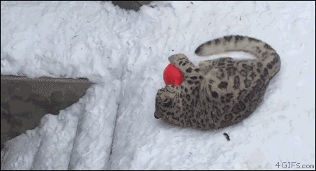 がるちゃん動物園