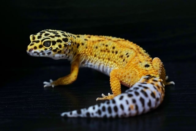珍しいペット飼ってる人