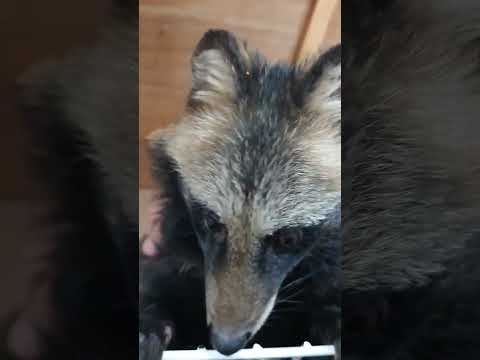 たぬきのお出迎え? Tanuki Welcome ?