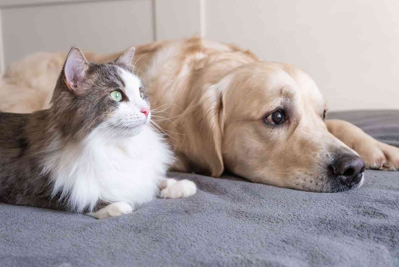 ｢猫と犬のどっちが賢いか｣の意外な結論…猫が｢驚きの記憶力を発揮する分野｣と｢すぐ忘れる肝心な要素｣