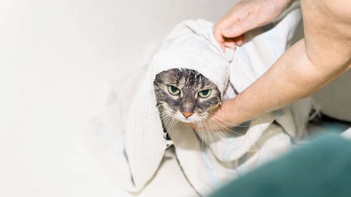 ｢猫と犬のどっちが賢いか｣の意外な結論…猫が｢驚きの記憶力を発揮する分野｣と｢すぐ忘れる肝心な要素｣