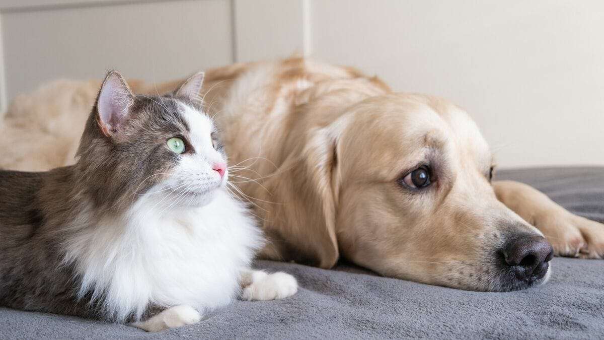 ｢猫と犬のどっちが賢いか｣の意外な結論…猫が｢驚きの記憶力を発揮する分野｣と｢すぐ忘れる肝心な要素｣ | PRESIDENT Online（プレジデントオンライン）