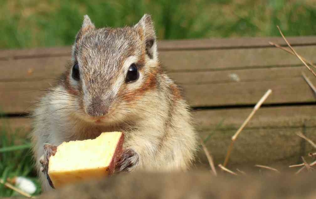 がるちゃん動物園
