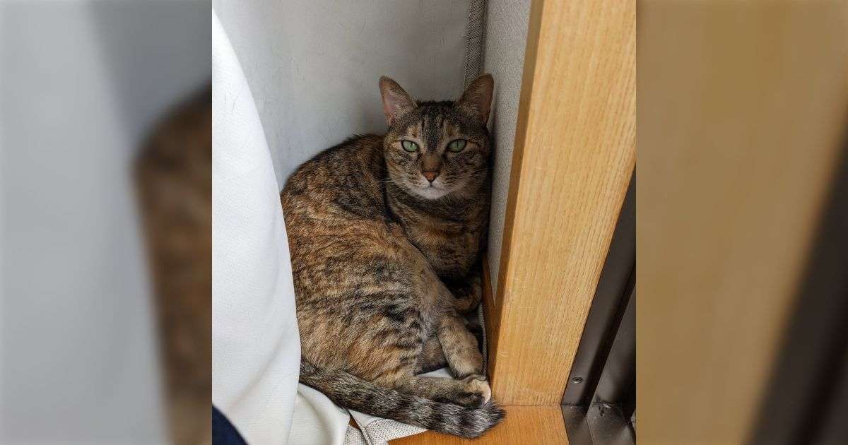 動物に噛まれると大変なことになると話題だが、人間に噛まれてもかなり大変なことになる「バイオハザードかよ」 - Togetter