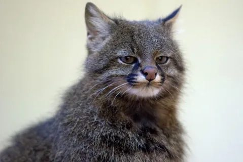 【画像】パンパスネコの塩顔が世界を魅了、チベットキツネに匹敵