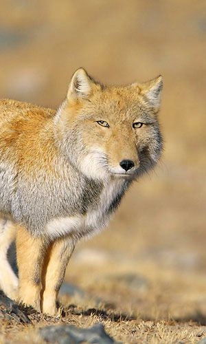 【画像】パンパスネコの塩顔が世界を魅了、チベットキツネに匹敵