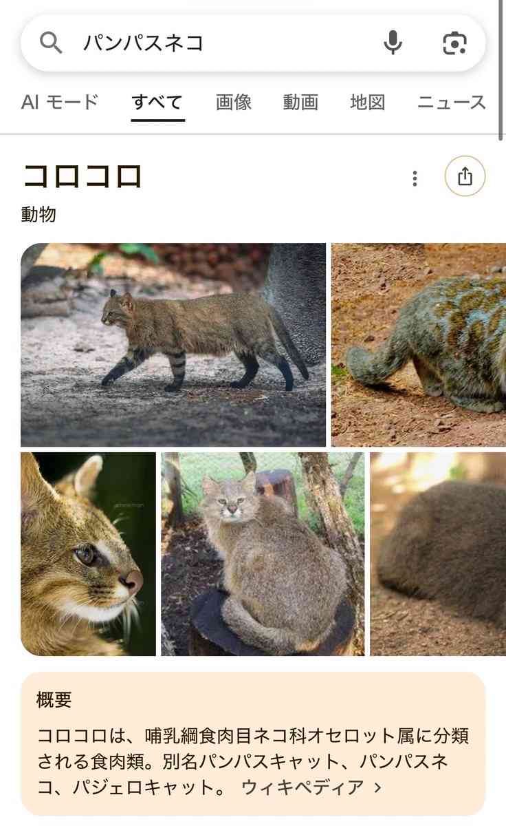 【画像】パンパスネコの塩顔が世界を魅了、チベットキツネに匹敵
