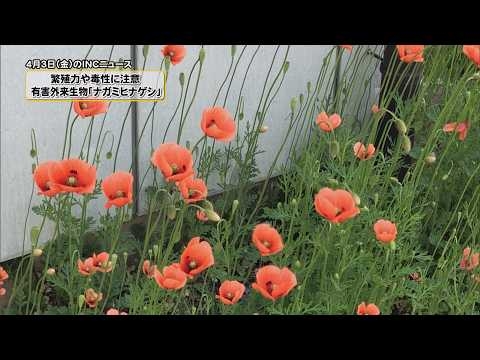 【INCニュース】4月3日放送「有害外来生物“ナガミヒナゲシ”に注意」