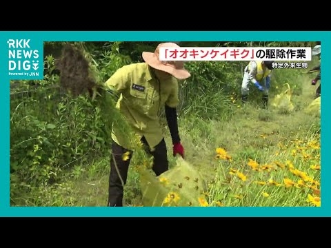 きれいだけど悪影響　特定外来生物『オオキンケイギク』駆除のポイントは「根っこから引き抜いて」