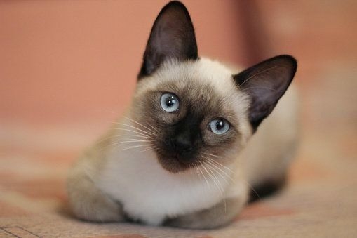 シャム猫について知ってること