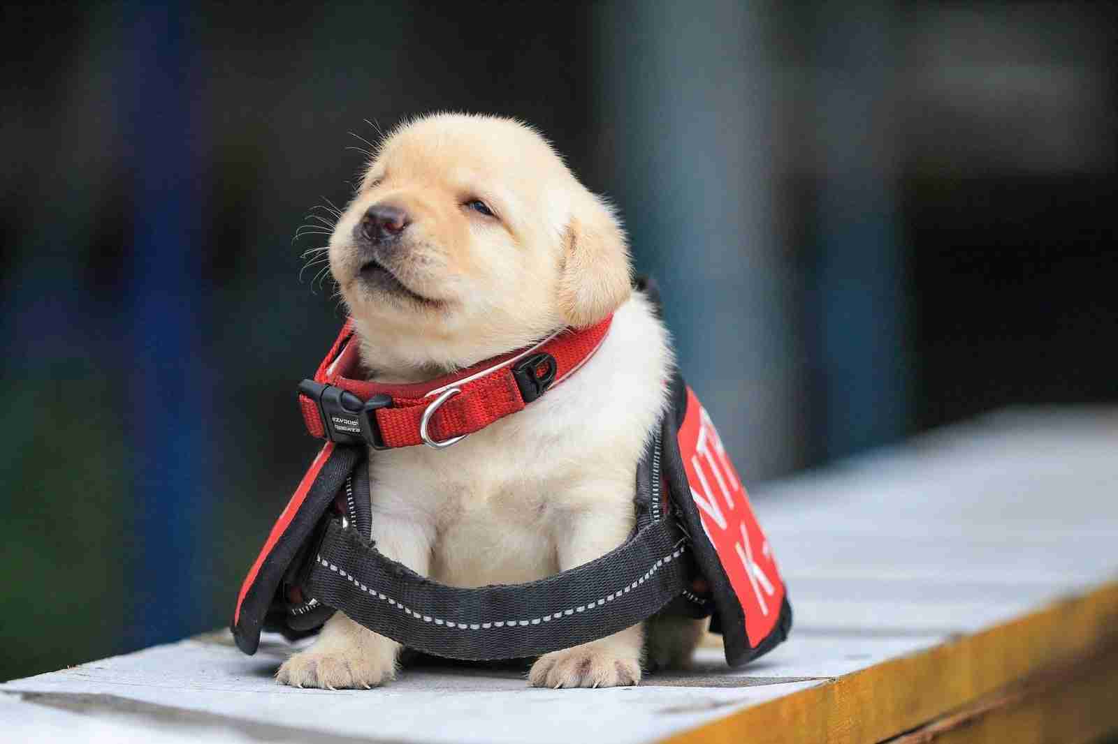 ポメラニアンが警察犬に 宮崎県内初 小型犬ならではの特長を生かして