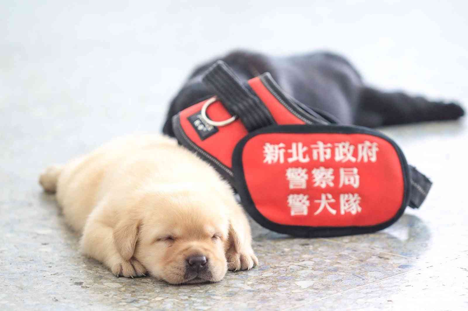 子犬の警察犬が、かわいすぎて犯人もナデナデするレベル