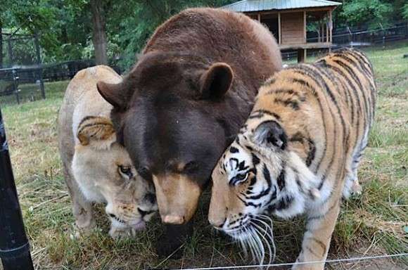がるちゃん動物園