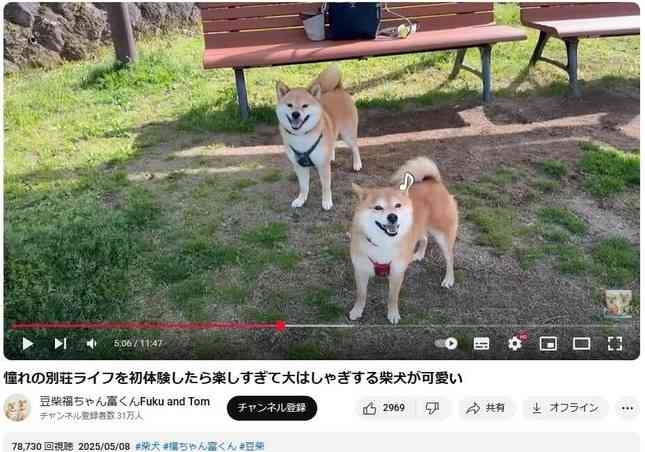 人気YouTuber「豆柴福ちゃん富くん」、飼い主離婚で終了　涙の決断...2匹散り散り活動へ「申し訳ない」
