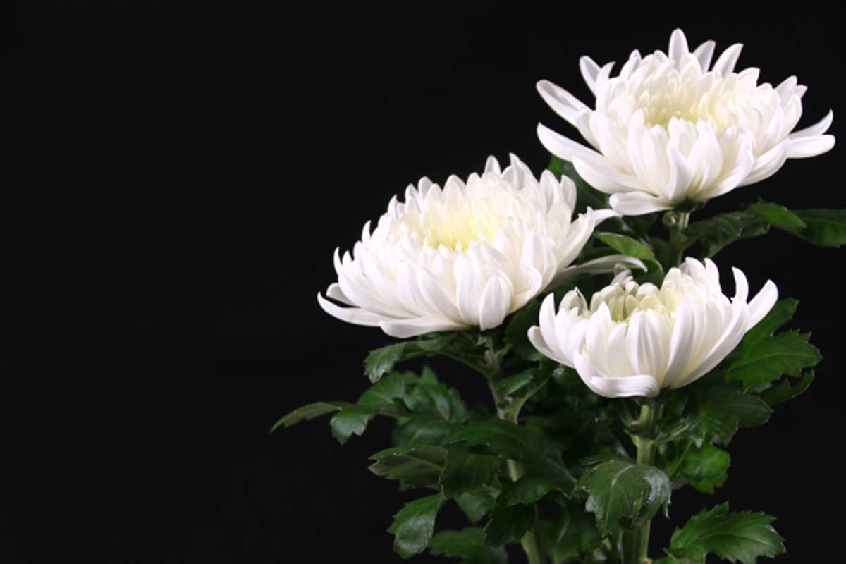 遺族の写真や遺骨を掲載、葬儀社のSNS発信が波紋　遺族は許可…代表は「問題ない」も一部削除か | ENCOUNT